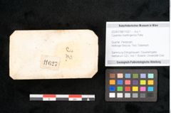 Foto (Objekt + Etikett) von Cyperites hoettingensis Palla (NHMW-GEO-2024-0188-11627)